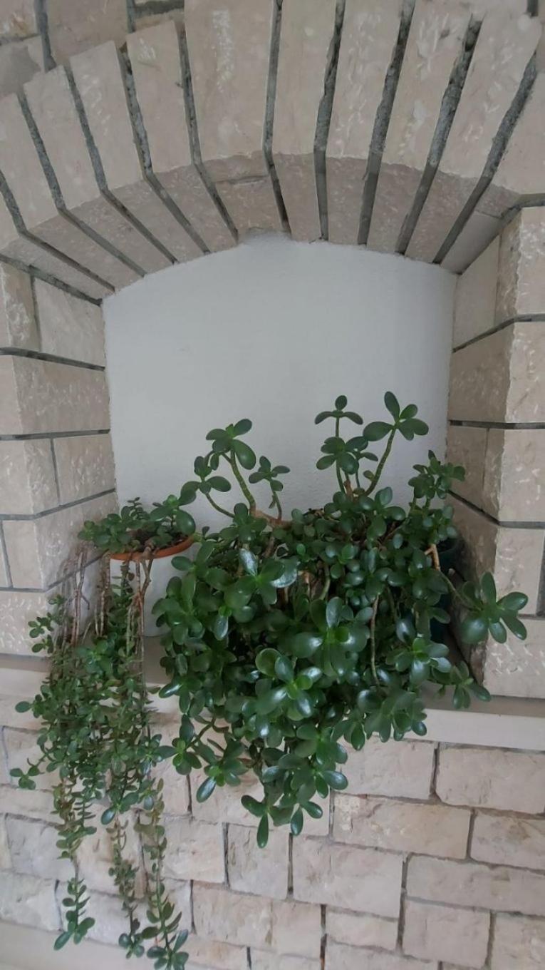 Apartment Brane Бол Екстериор снимка